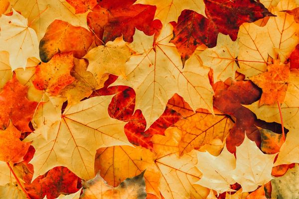 Equinoccio de otoño: un llamado a la armonía interior