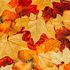 Equinoccio de otoño: un llamado a la armonía interior