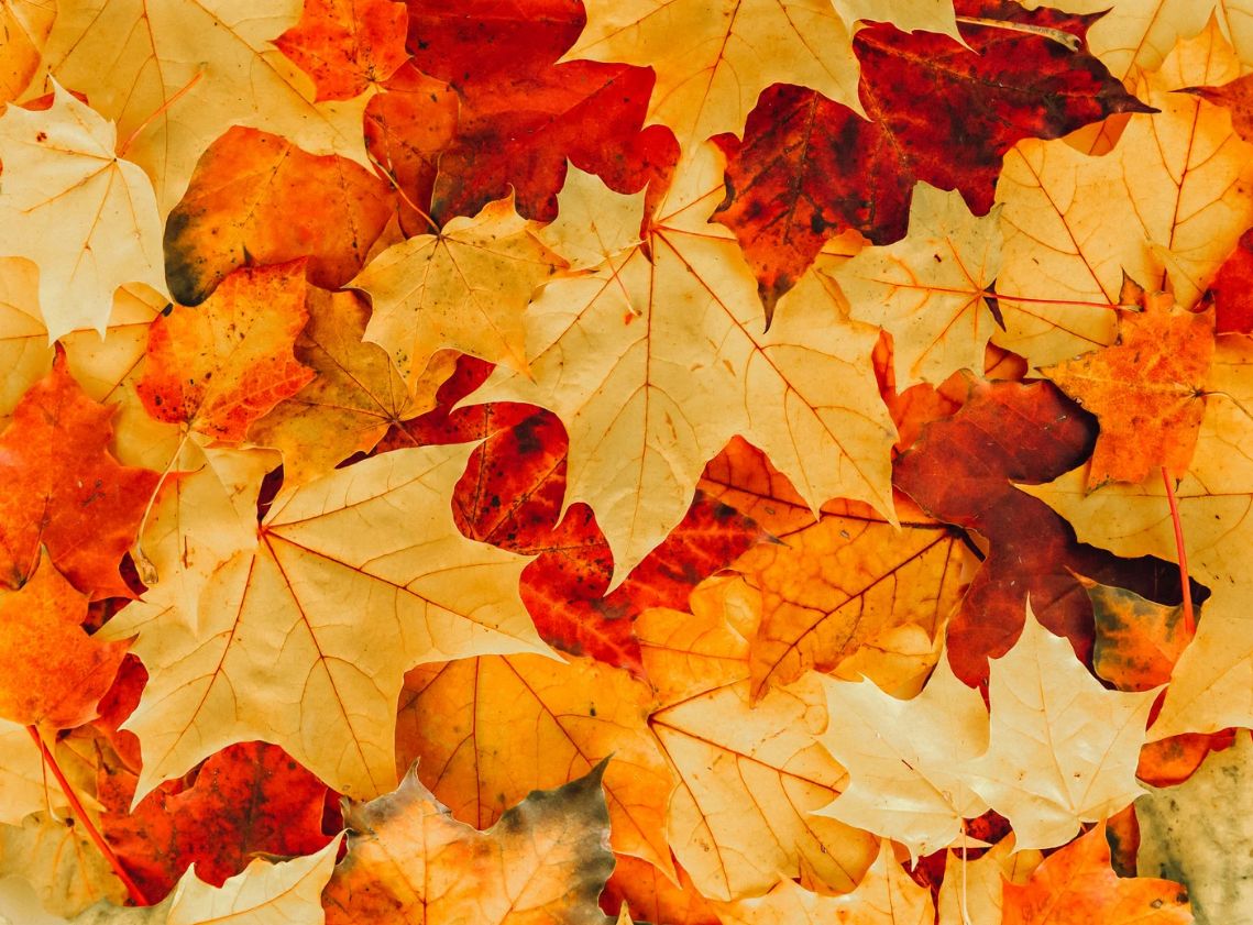 Equinoccio de otoño: un llamado a la armonía interior