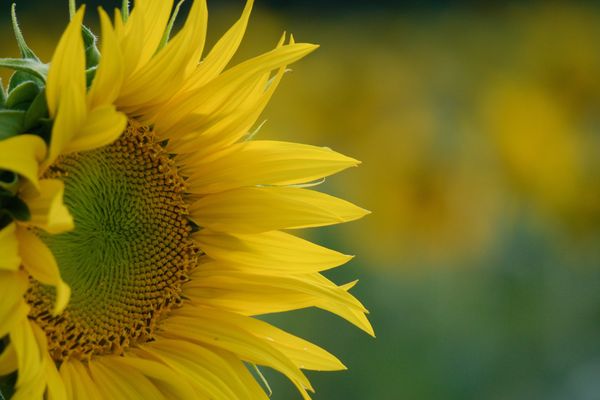 Solsticio de Verano: El Portal de Luz, Fuego y Abundancia